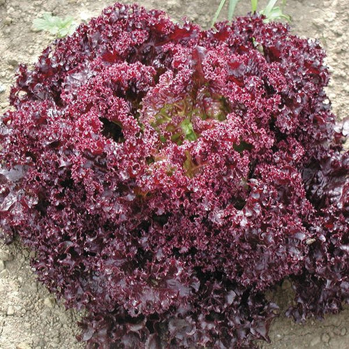Lolla Rossa Lettuce - High Mowing Organic Seeds
