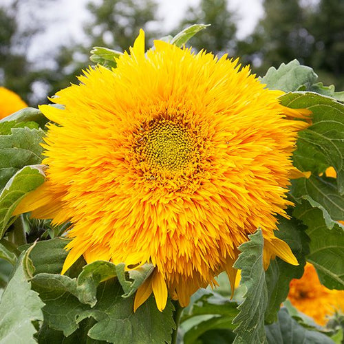 Goldy Double Sunflower - High Mowing Organic Seeds
