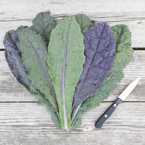 Dazzling Blue Kale - High Mowing Organic Seeds
