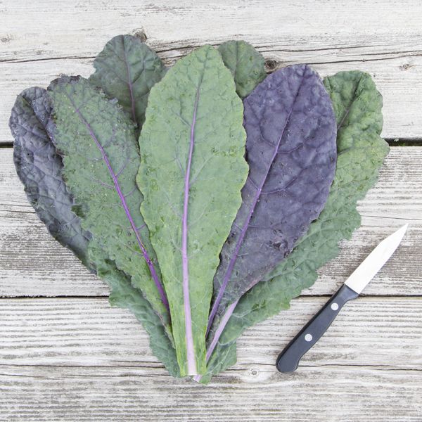 Dazzling Blue Kale - High Mowing Organic Seeds