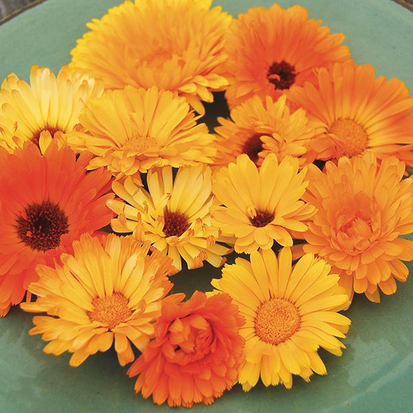 Organic Calendula Seeds 'Pacific Beauty' for Your Butterfly Garden!