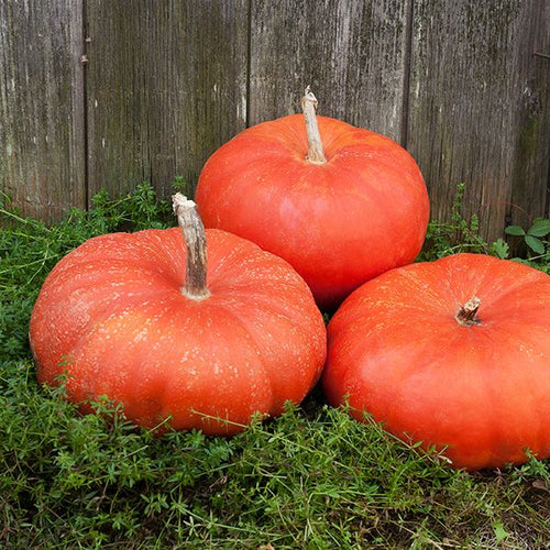 Cinderella Pumpkin - High Mowing Organic Seeds