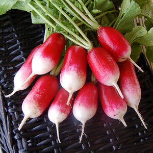 French Breakfast Radish - High Mowing Organic Seeds