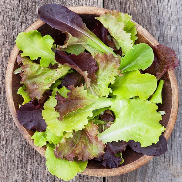 Gourmet Blend Lettuce - High Mowing Organic Seeds