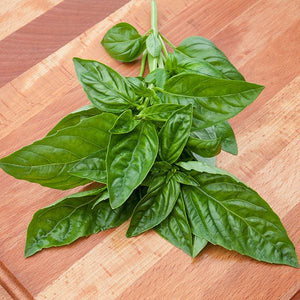 Italian Large Leaf Basil - High Mowing Organic Seeds