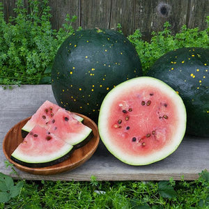 Moon & Stars Watermelon  - High Mowing Organic Seeds