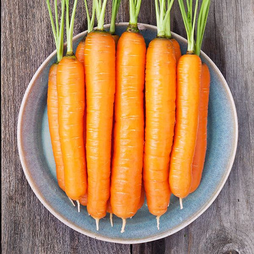 Napoli Carrot - High Mowing Organic Seeds