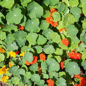 Nasturtium Blend - High Mowing Organic Seeds