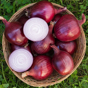 Red Carpet Onion - High Mowing Organic Seeds