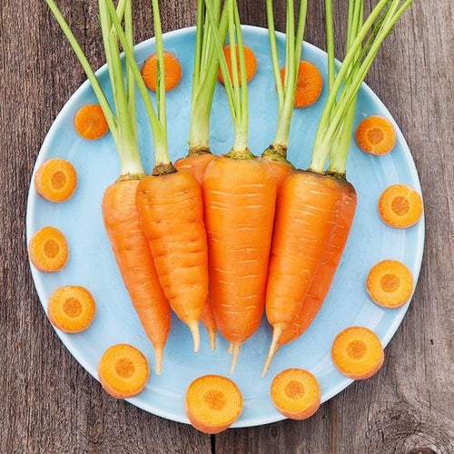 Red Cored Chantenay Carrot - High Mowing Organic Seeds