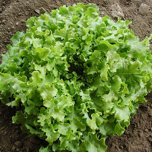 Salad Bowl Lettuce - High Mowing Organic Seeds