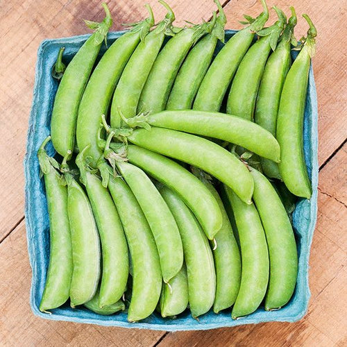 Sugar Ann Snap Pea - High Mowing Organic Seeds