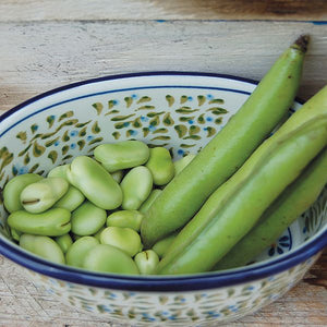 Windsor Fava Bean - High Mowing Organic Seeds