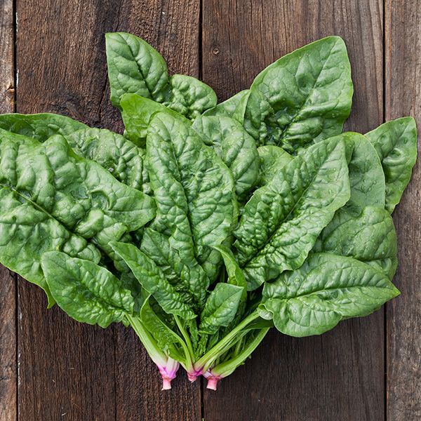 Winter Bloomsdale Spinach - High Mowing Organic Seeds