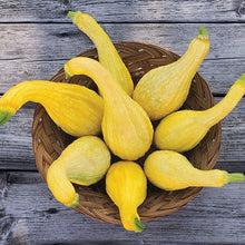 Load image into Gallery viewer, Yellow Crookneck Summer Squash - High Mowing Organic Seeds